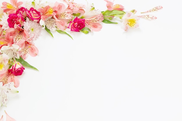 Fleurs d'Alstroemeria sur fond blanc