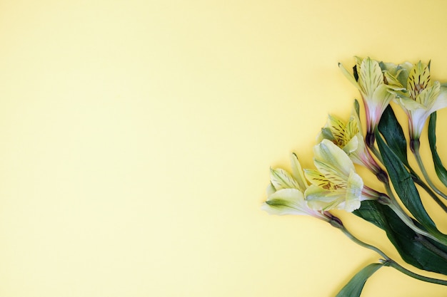 Fleurs d'alstroemeria sur fond de papier de couleur. Place pour le texte