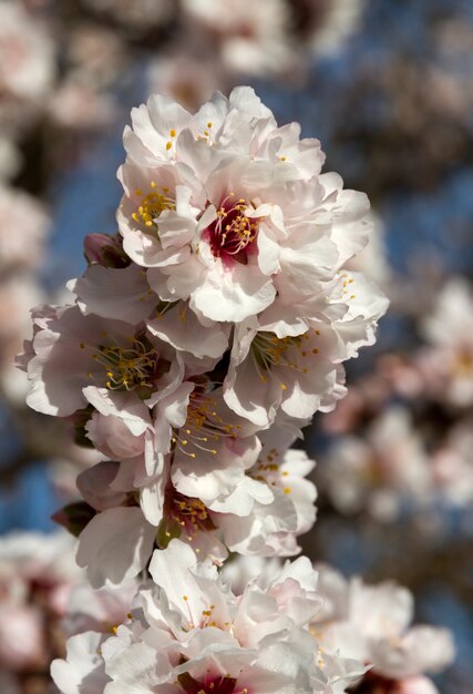 fleurs d&#39;amande