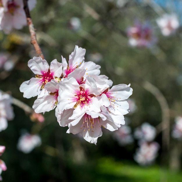 Fleurs d'amandier blanc au printemps