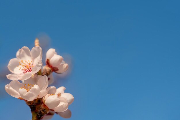 Fleurs de l'amandier contre le ciel bleu aux beaux jours Belle scène de nature avec arbre en fleurs