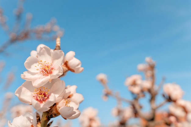 Fleurs de l'amandier contre le ciel bleu aux beaux jours Belle scène de nature avec arbre en fleurs