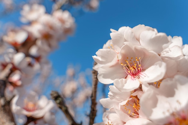 Fleurs de l'amandier contre le ciel bleu aux beaux jours