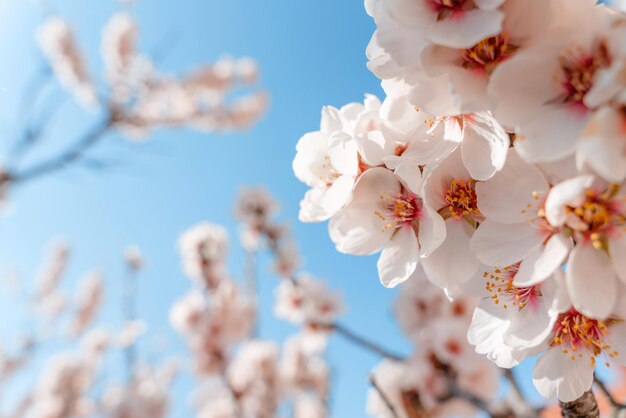 Fleurs de l'amandier contre le ciel bleu aux beaux jours