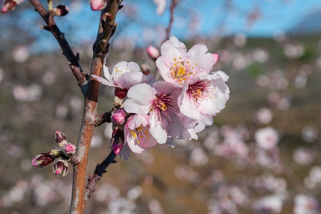 Fleurs d'amandier, (prunus dulcis), en fleurs