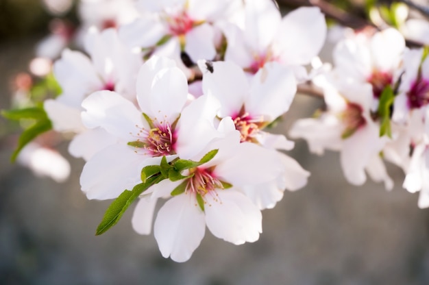 Les fleurs d'amandiers fleurissent au printemps en Espagne.