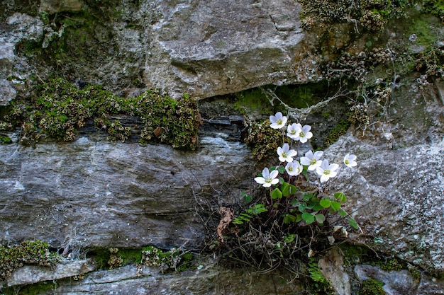 Photo des fleurs d'anémone blanche cultivées au printemps sur un mur de pierre
