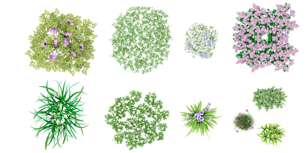 Les fleurs d'anémone coronaria Jack Frost isolées sur un rendu 3D blanc