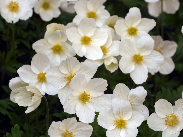 Fleurs d'anémone dans le jardin.