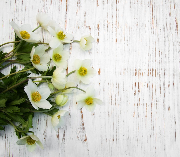 Fleurs D'anémone De Printemps