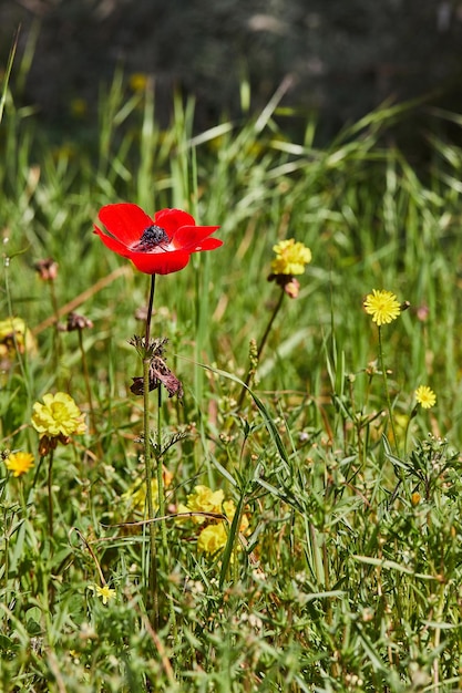 Fleurs d'anémone rouge sauvage fleurit libre au printemps Désert du Néguev dans le sud d'Israël