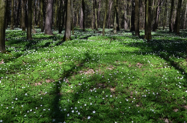 Fleurs d&#39;anémones au printemps dans la forêt