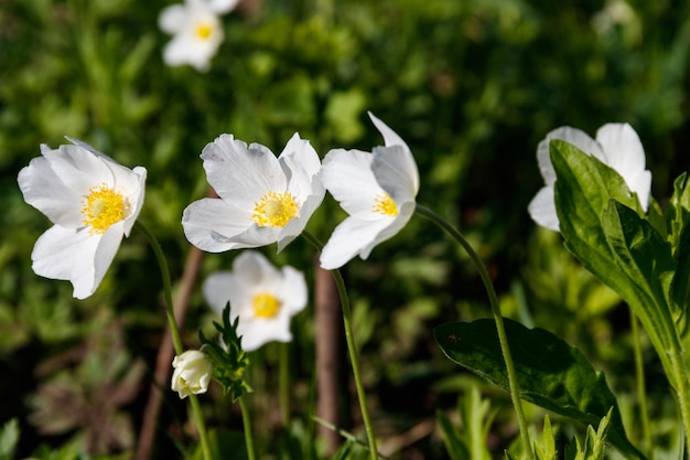 Fleurs d'anémones des bois blanc Anemone nemorosa