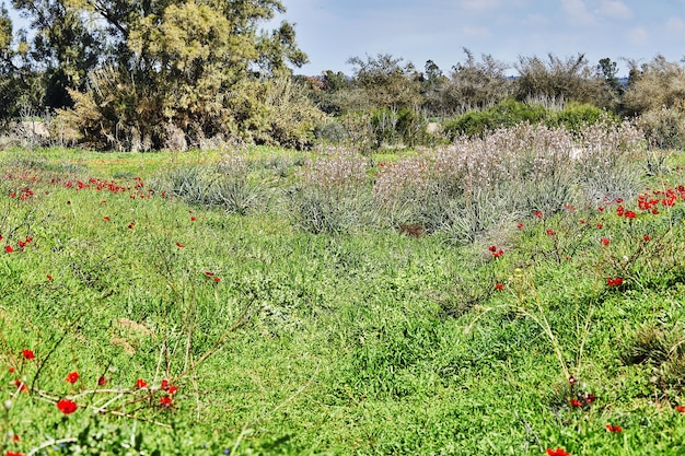 Des fleurs d'anémones rouges sauvages fleurissent parmi l'herbe verte dans le pré Magnifique paysage fleuri au printemps dans la réserve du parc national du sud d'Israël