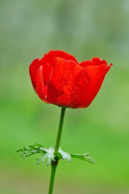 Photo fleurs d'anémones sauvages rouges en fleur dans l'herbe au soleil sur une table floue, israël