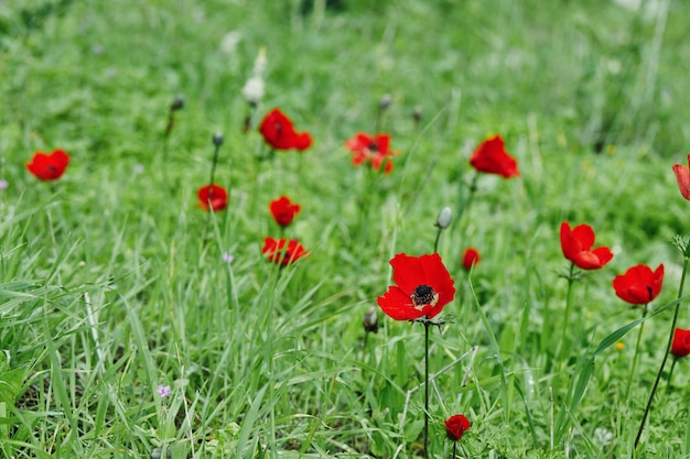 Fleurs d'anémones sauvages rouges en fleur dans l'herbe