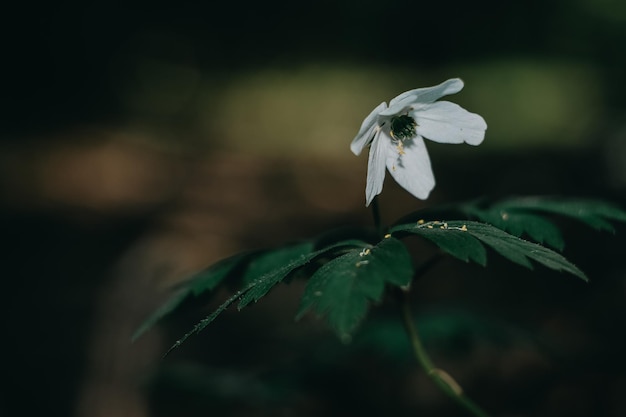 Les fleurs anémones sont de belles fleurs blanches domestiques blanches dans le jardin