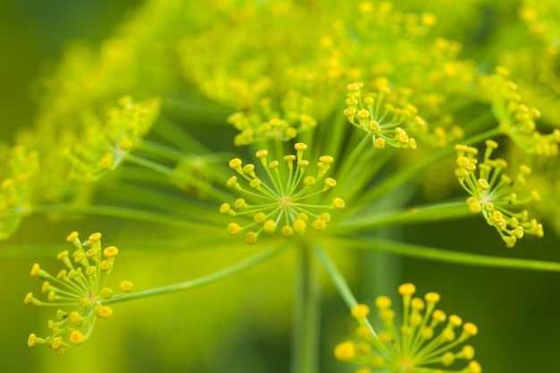 Fleurs d'aneth dans le jardin se bouchent