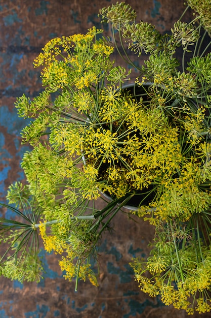 Photo fleurs d'aneth vert