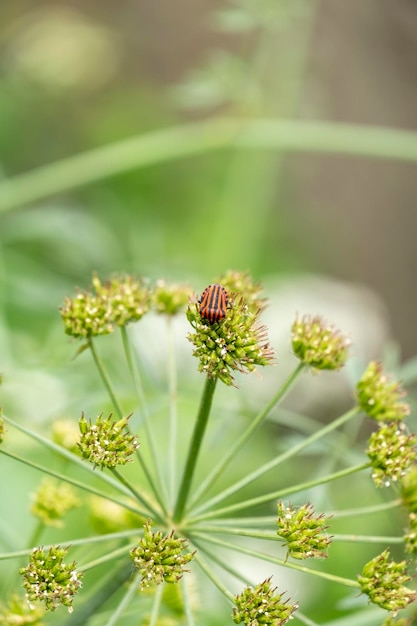 Fleurs d'angélique archangelica isolés sur fond blanc