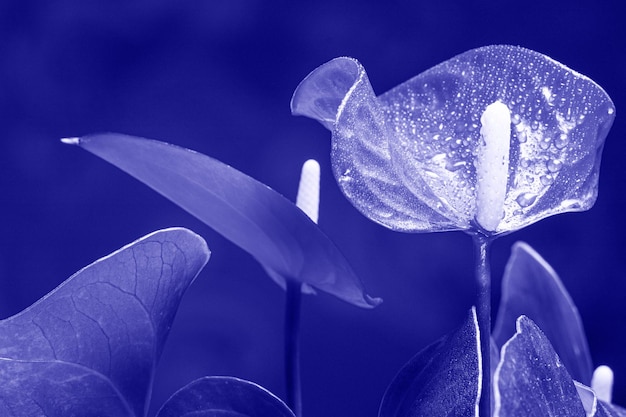Fleurs d'Anthurium au coloris tendance 2022 Très péri.