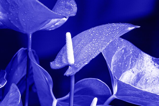 Fleurs d'Anthurium au coloris tendance 2022 Très péri.