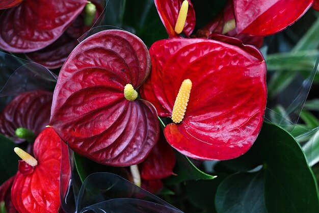 Fleurs d'anthurium rouge close up Red tailflower flamingo flower laceleaf in flower shop banner tropical background