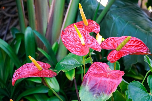 Fleurs d'anthurium rouge (tailflower, flamingo flower, laceleaf). Gros plan d'anthurium rouge en fleurs