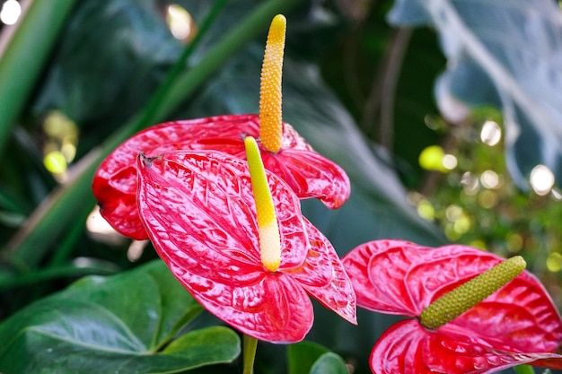 Fleurs d'anthurium rouge (tailflower, flamingo flower, laceleaf). Gros plan d'anthurium rouge en fleurs