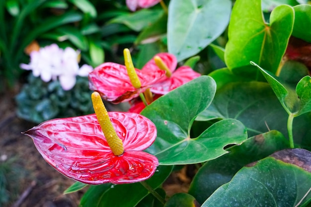 Fleurs d'anthurium rouge (tailflower, flamingo flower, laceleaf). Gros plan d'anthurium rouge en fleurs