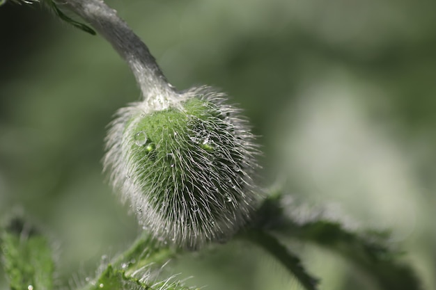 fleurs apaisantes comme un beau fond vert bourgeons moelleux de pavot décoratif en gouttes d'eau