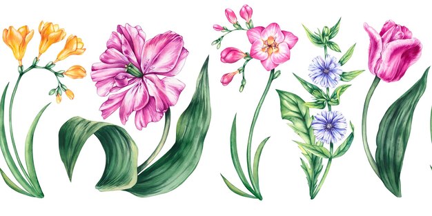 Des fleurs d'aquarelle horizontales sans couture de tulipes, de chicorées et de frésies