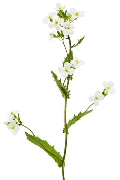 Fleurs d'arabis isolé sur fond blanc