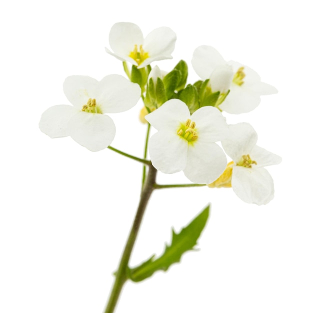 Fleurs d'arabis isolé sur fond blanc