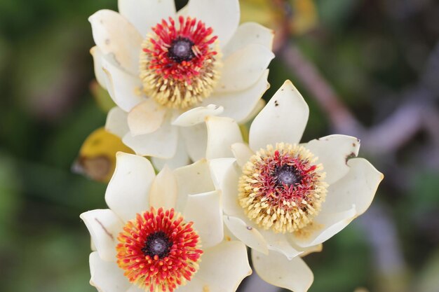 Fleurs à l'arboretum de Santa Cruz