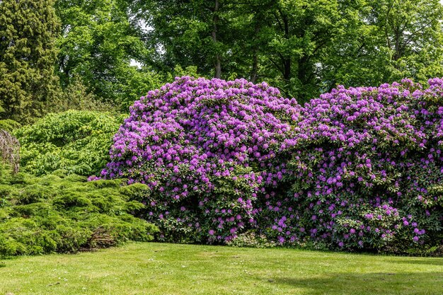 Photo des fleurs avec un arbre en arrière-plan