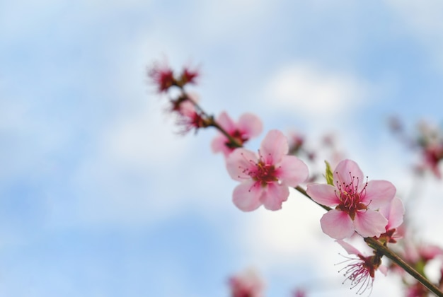 fleurs d'arbre au printemps sacura sur fond de ciel bleu
