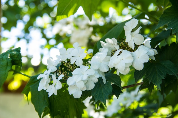 Fleurs d'arbre boule de neige Viburnum opulus