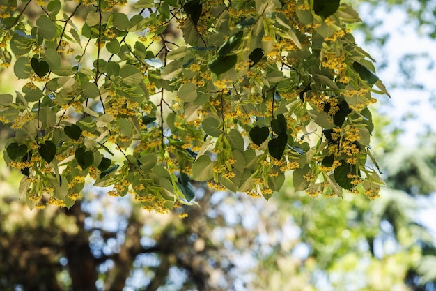 Fleurs d'un arbre couvert du soleil par une multitude de feuilles vertes