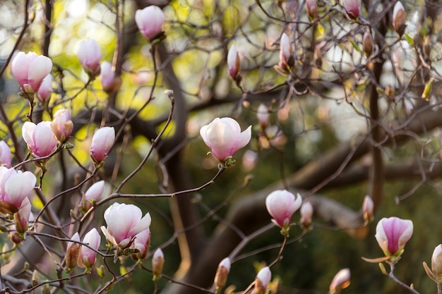 Fleurs d'arbre de fleur rose Magnolia, branche libre, en plein air.