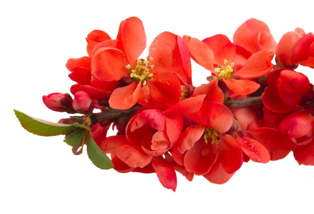 Fleurs d'arbre rouge en fleurs sur fond blanc