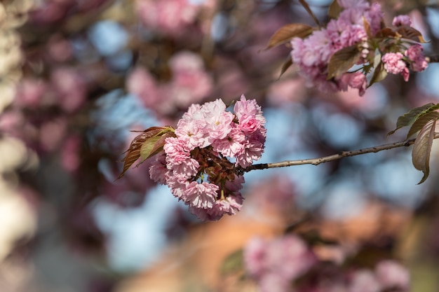 Fleurs d'arbre Sakura