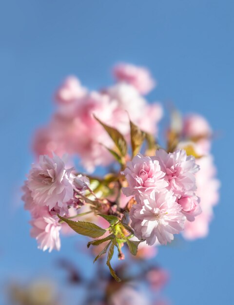 Fleurs d'arbre Sakura