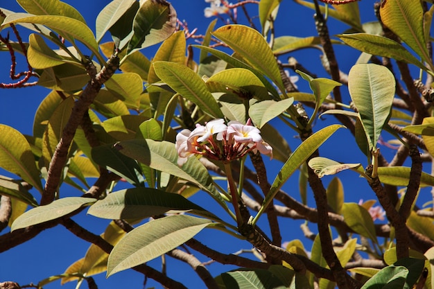 Fleurs sur l'arbre, Soudan, Khartoum