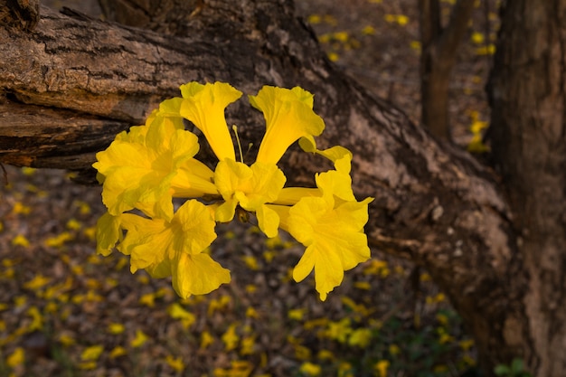 Fleurs de l&#39;arbre trompette d&#39;or