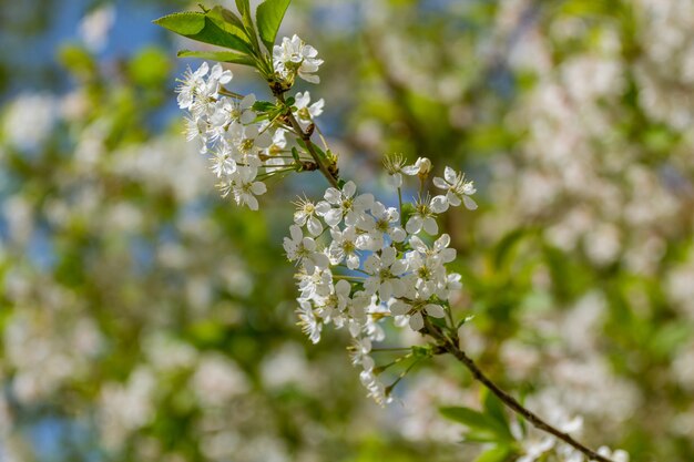 Fleurs d'arbres en fleurs