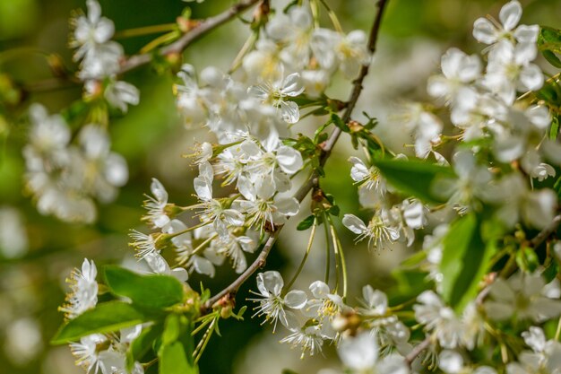 Fleurs d'arbres en fleurs