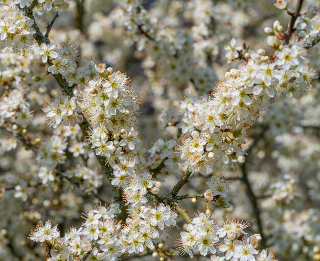 fleurs d'arbres en gros plan