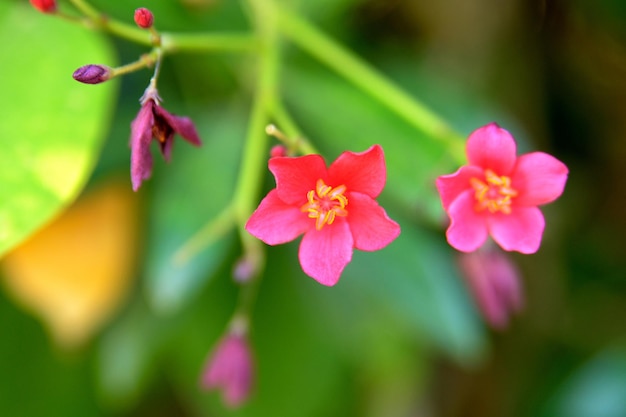 Fleurs sur les arbres