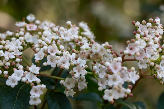 Les fleurs de l'arbuste Viburnum tinus 'Gwenllian' fleurissent en février